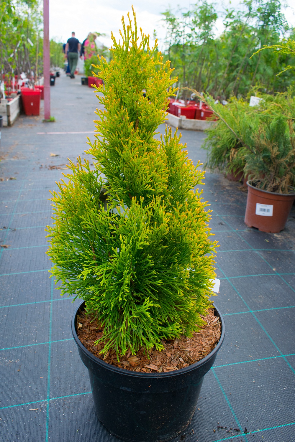 Туя западная Golden Smaragd Janed Gold