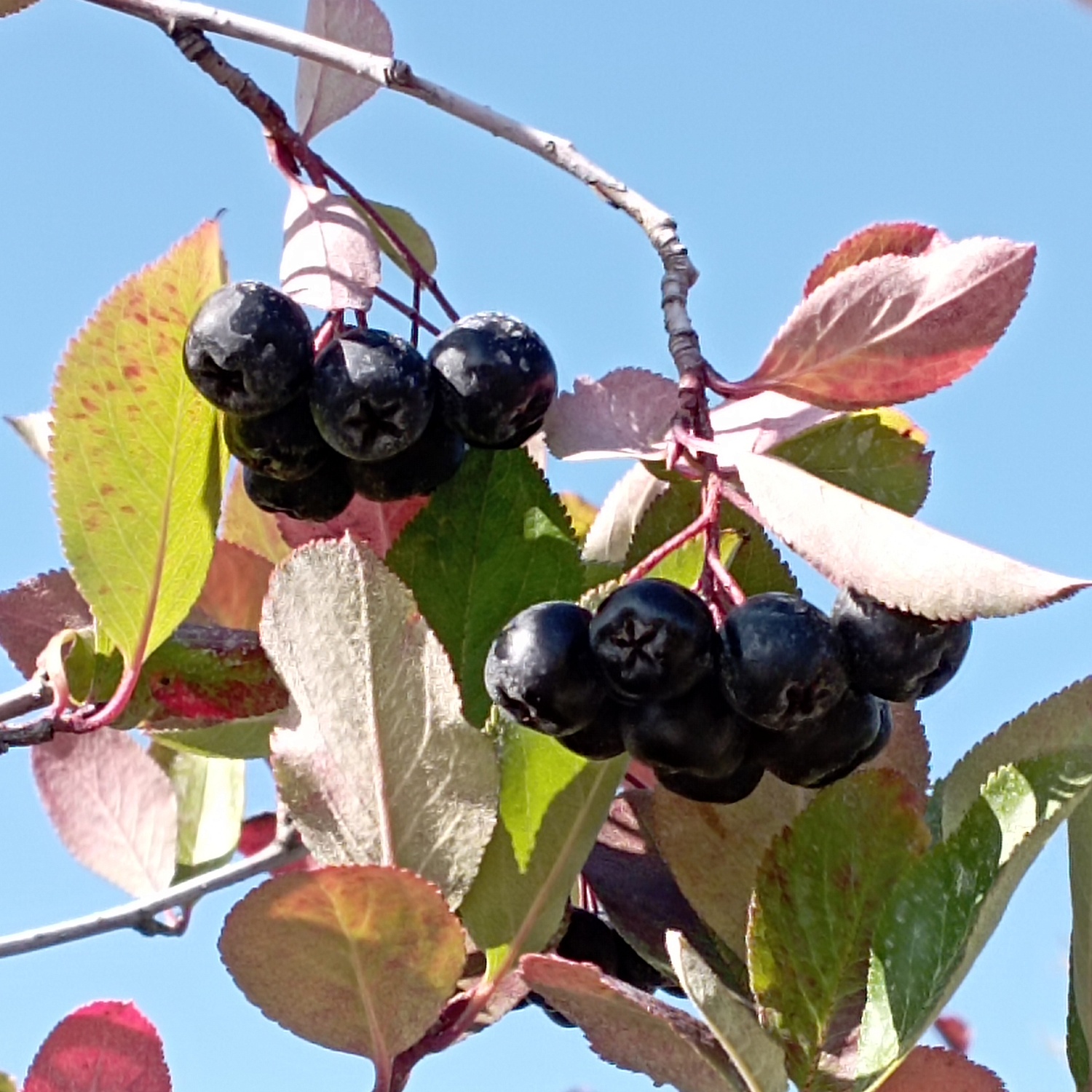 Пришла весна – время выбирать саженцы ягодных кустарников для приусадебного участка.