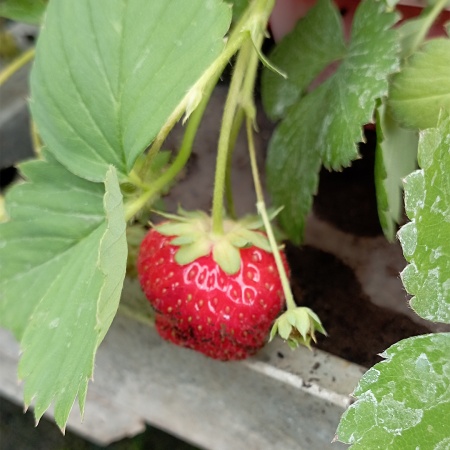 Земляника Соната