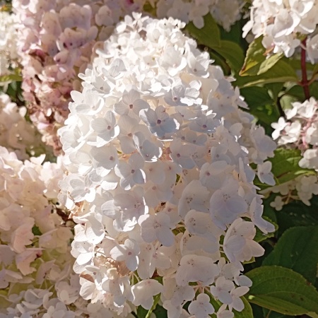 Гортензия метельчатая "Sugar Rush" (Шугар Раш)