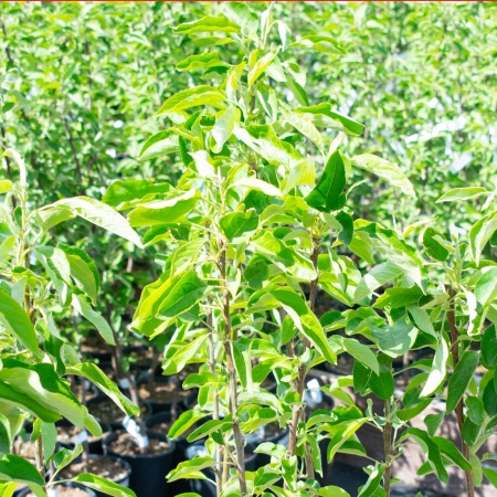 Яблоня "Китайка золотая"