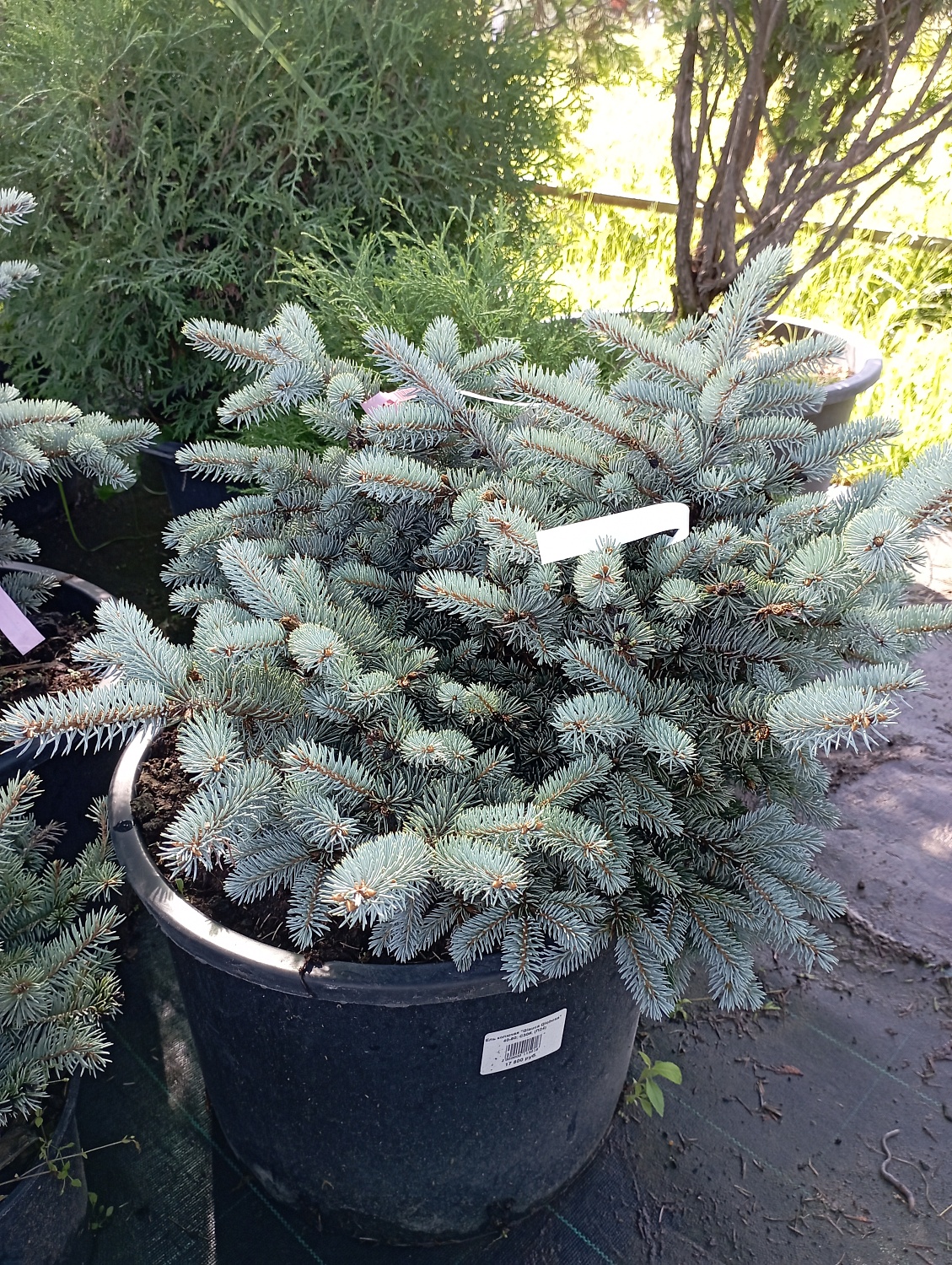 Ель колючая голубая "Глаука Глобоза" / Picea pungens Glauca Globosa