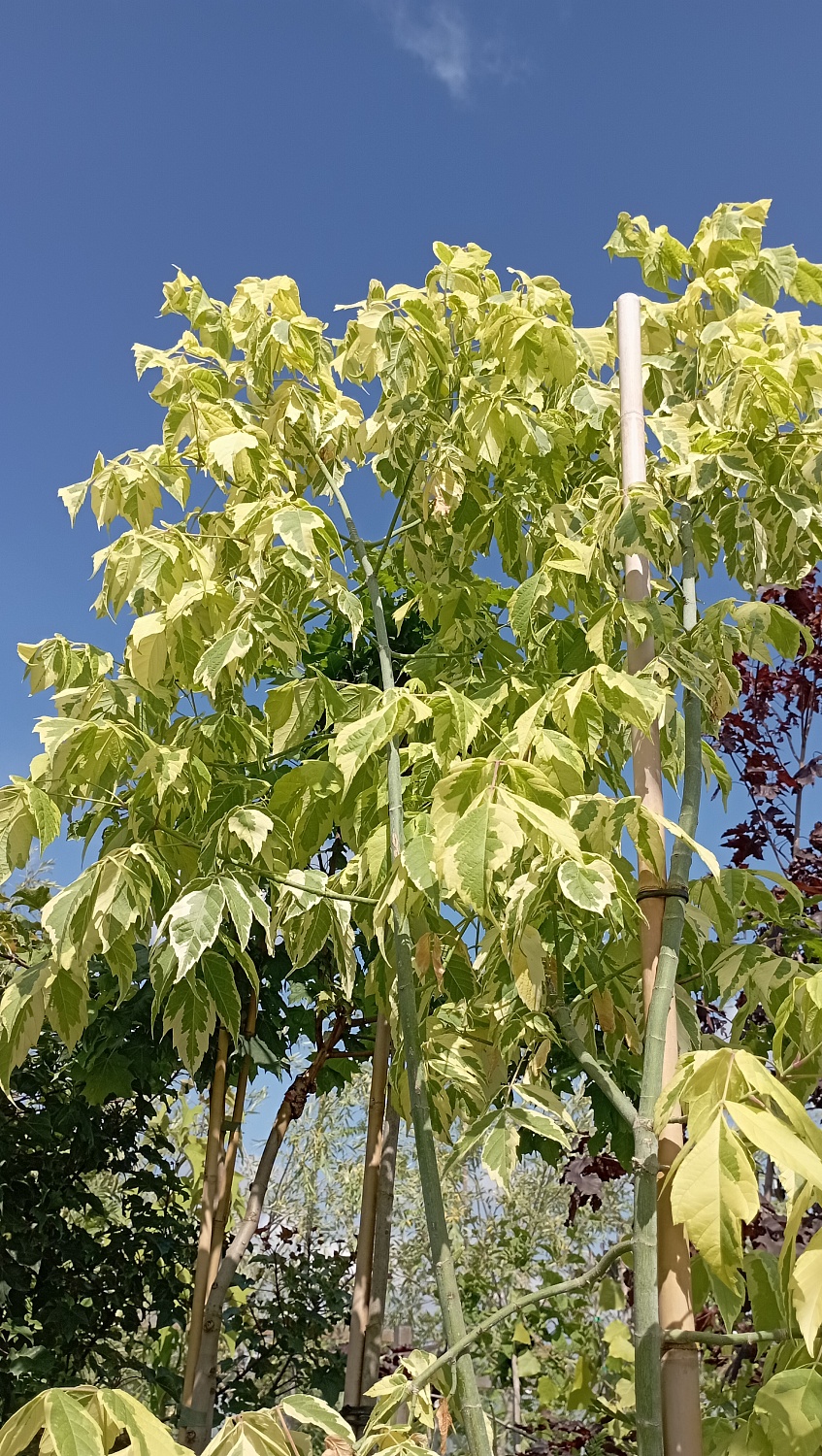 Клен ясенелистный "Aureomarginatum" (Ауреомаргината)