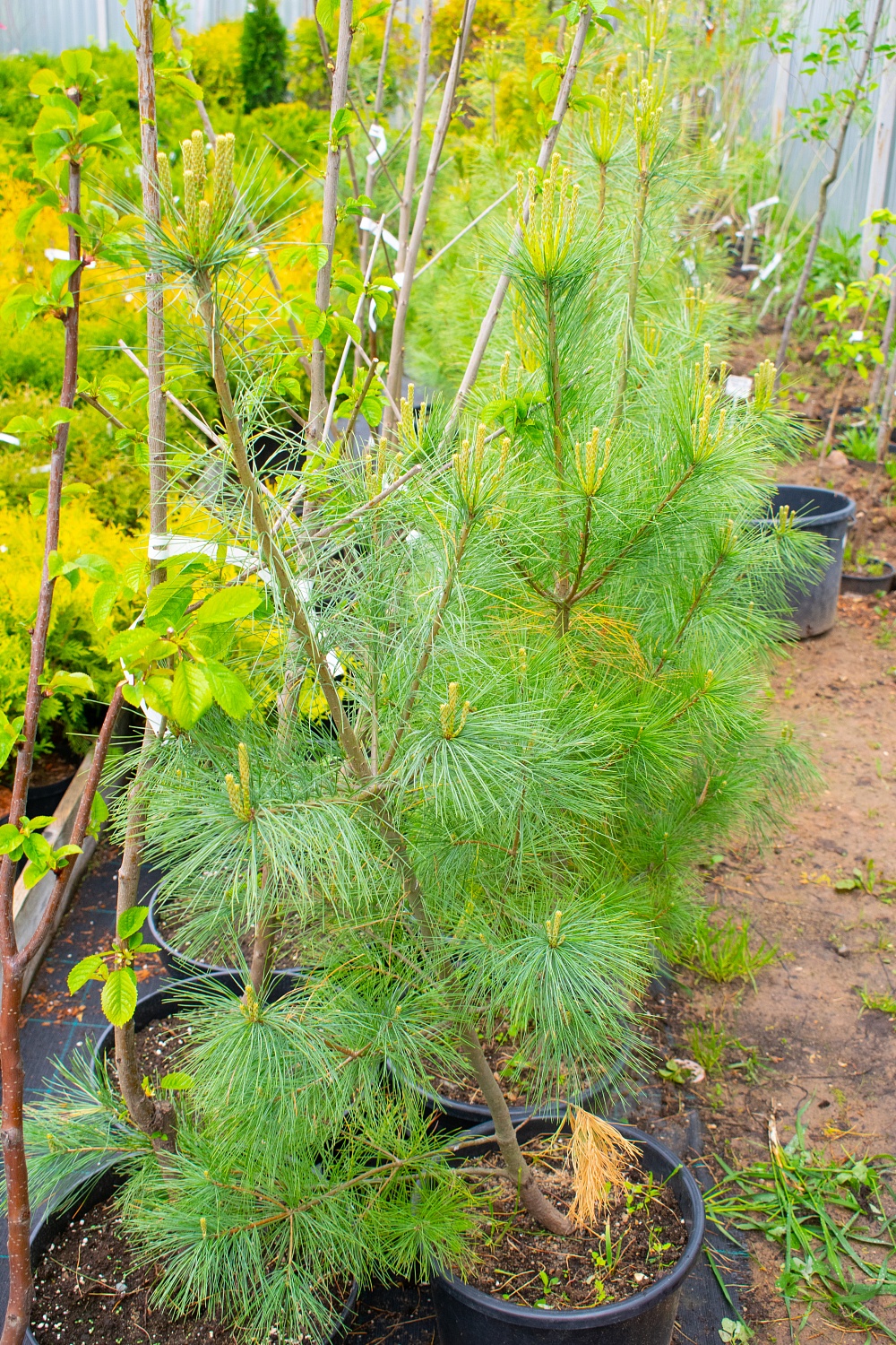 Сосна "Веймутова"