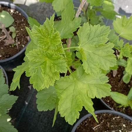 Йошта Крона (гибрид крыжовника и черн. смородины)