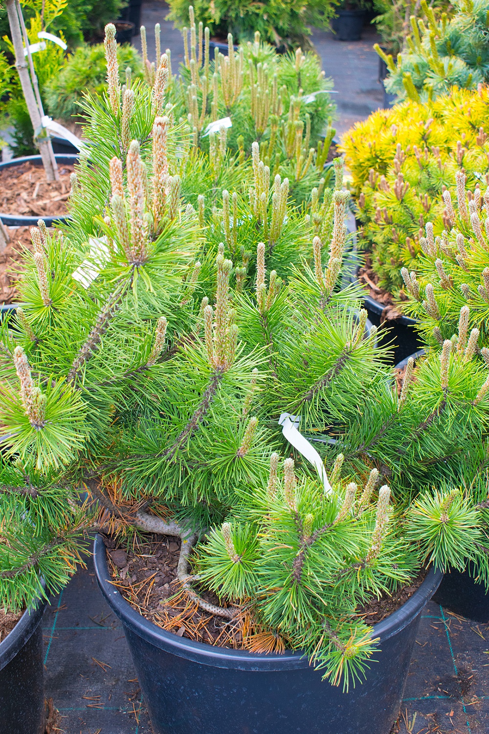 Сосна горная Сосна горная