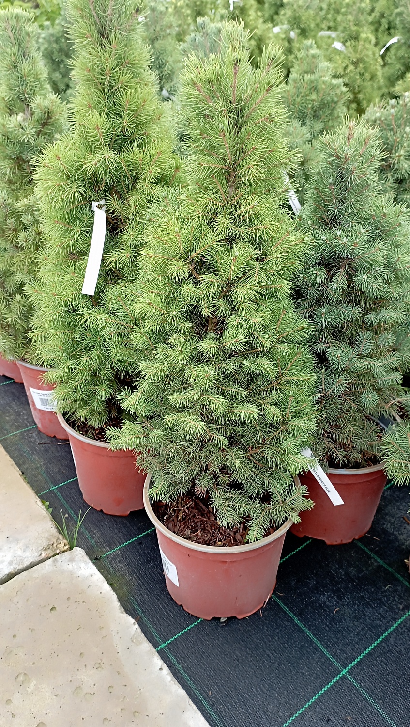 Ель сизая "Sander's Blue"