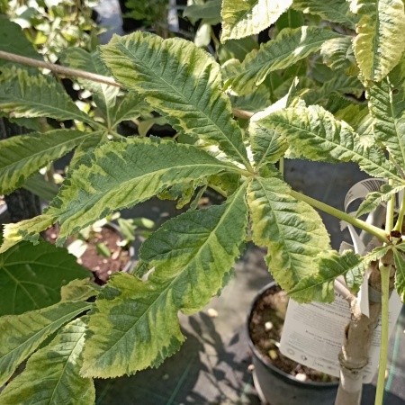 Каштан конский Marginata