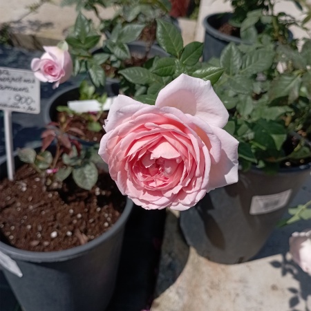 Роза английская "Abraham Darby" Роза английская "Abraham Darby"