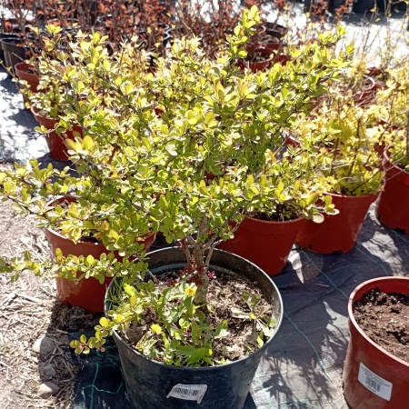 Барбарис обыкновенный