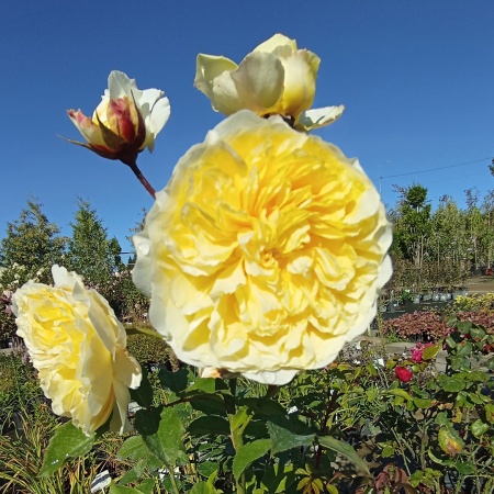 Роза английская "Роальд Даль" (Roald Dahl)