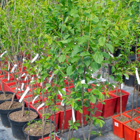 Слива "Дашенька"