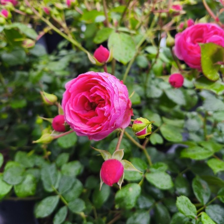 Роза Помпонелла