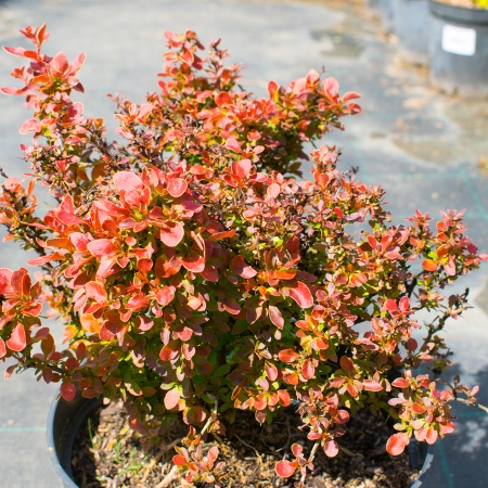 Барбарис тунберга "Admiration" (Адмирейшн) Барбарис тунберга "Admiration" (Адмирейшн)