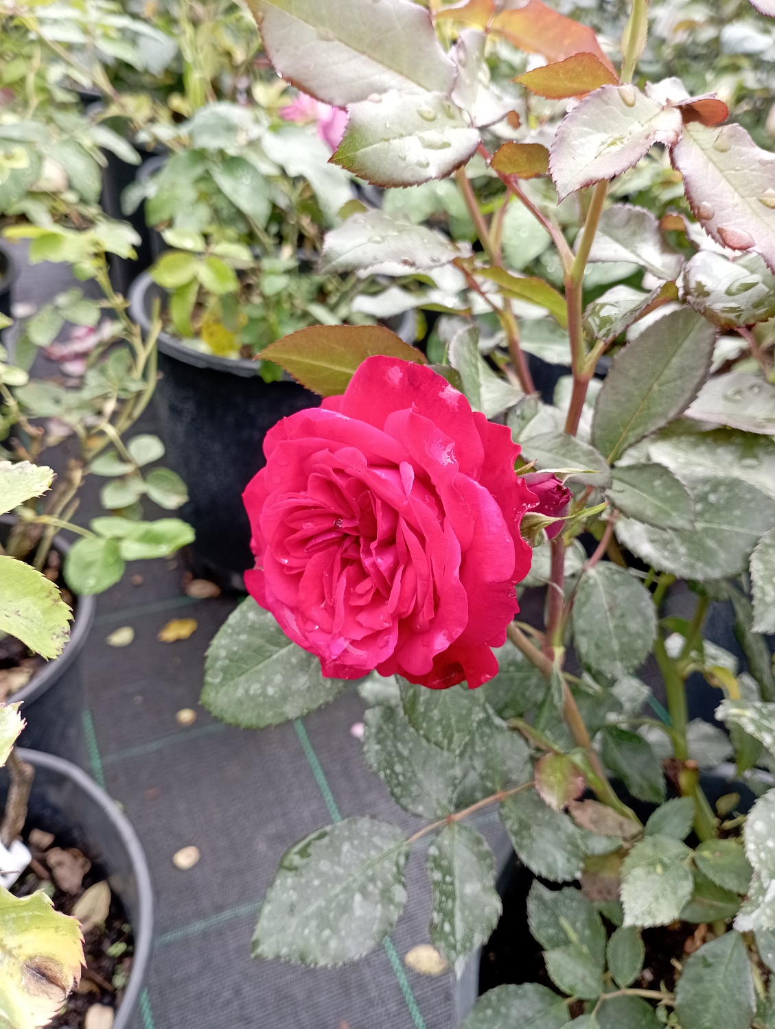 Роза английская "Кинг Артур" (King Arthur) Роза английская "Кинг Артур" (King Arthur)