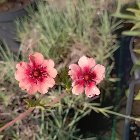 Лапчатка непальская Мисс Вильмонт