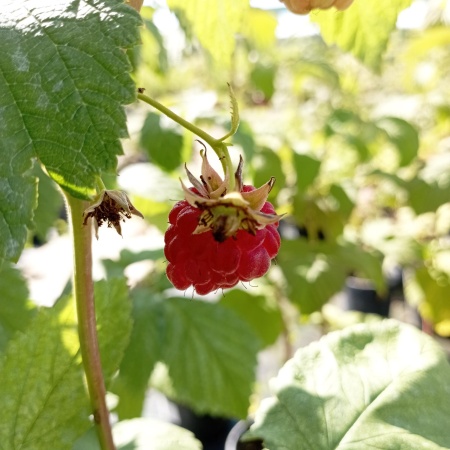 Малина Глен Ампл 