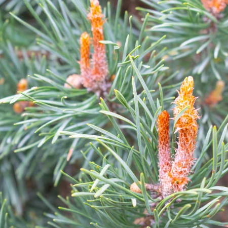 Сосна обыкновенная "Ватерери" / Pinus sylvestris "Watereri" Сосна обыкновенная "Ватерери" / Pinus sylvestris "Watereri"