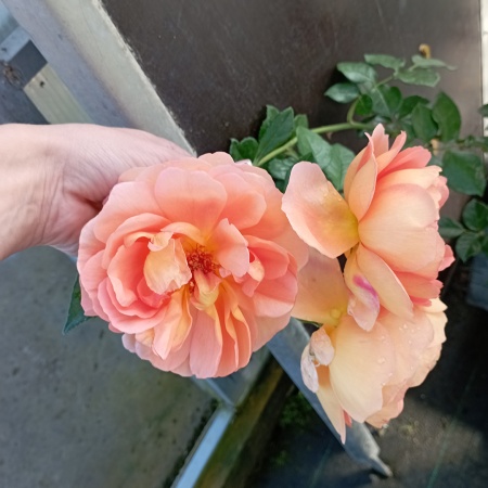 Роза английская "Пэт Остин" (Pat Austin)