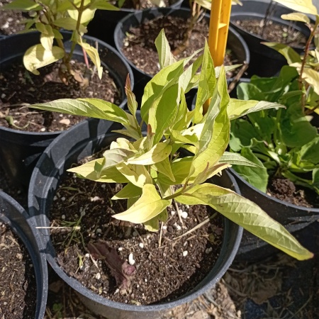 Дерен белый "Aurea" Дерен белый "Aurea"