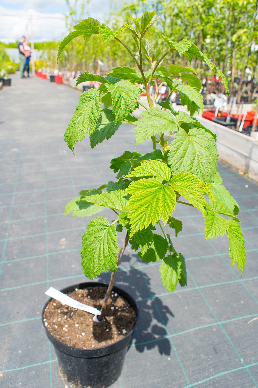 Малина Глен Ампл 