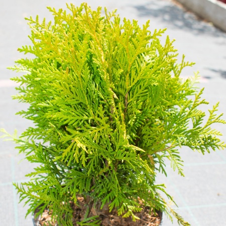 Туя западная "Danica"