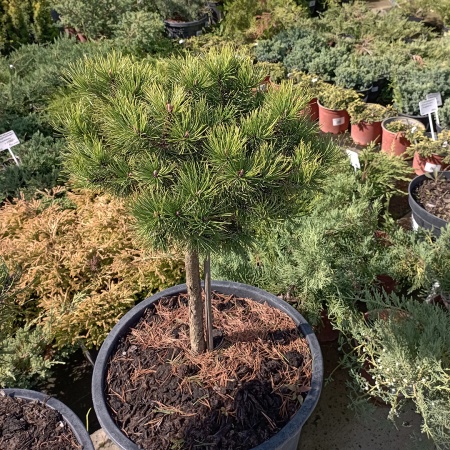 Сосна горная "Ophir"