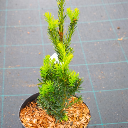 Тис средний "Hillii"