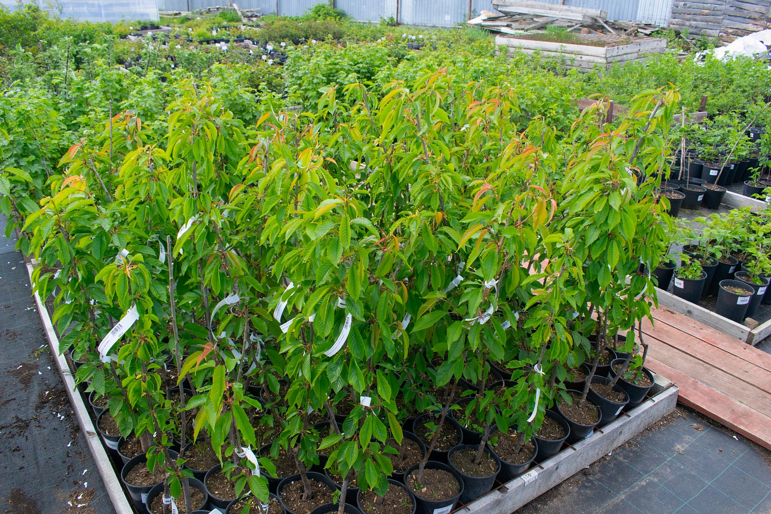 Черешня "Тютчевка"