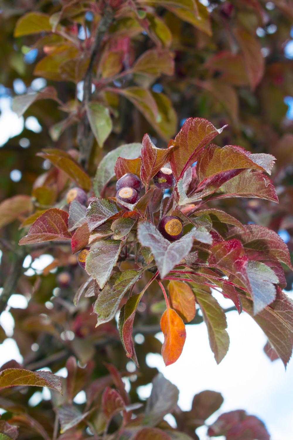 Яблоня декоративная Скарлет