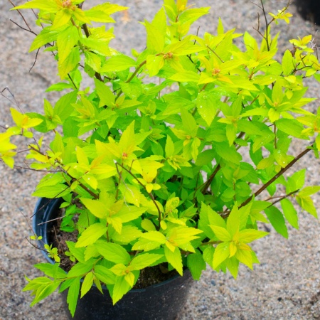 Спирея японская "Goldmound" (Голдмаунд)