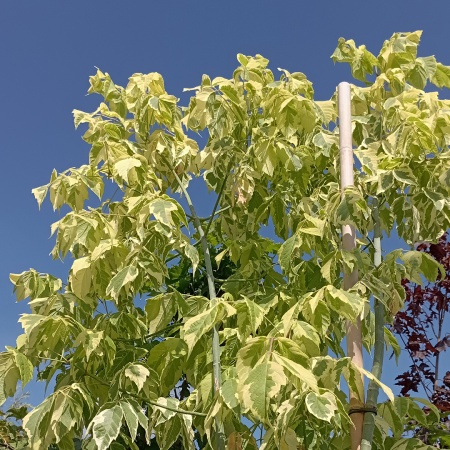 Клен ясенелистный "Aureomarginatum" (Ауреомаргината)