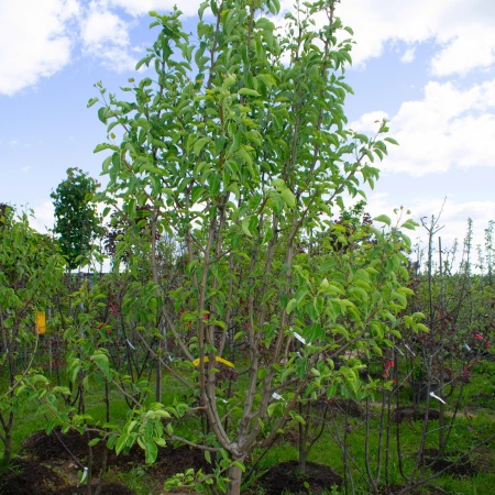 Груша «Лада» / Pear «Lada»