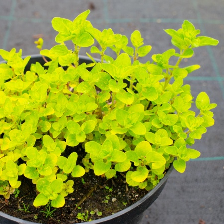 Душица "Aureum" Душица "Aureum"