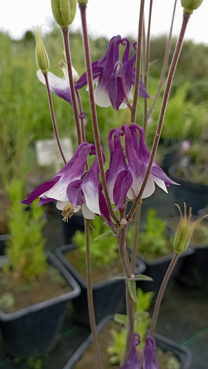 Аквилегия гибридная "Blak Barlow" (Блэк Барлоу)