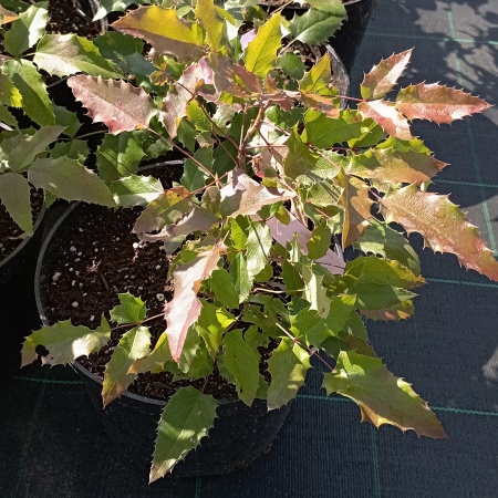 Магония падуболистная Магония падуболистная