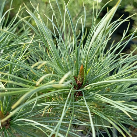 Кедровый стланик