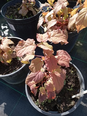 Актинидия Сладкая Палочка