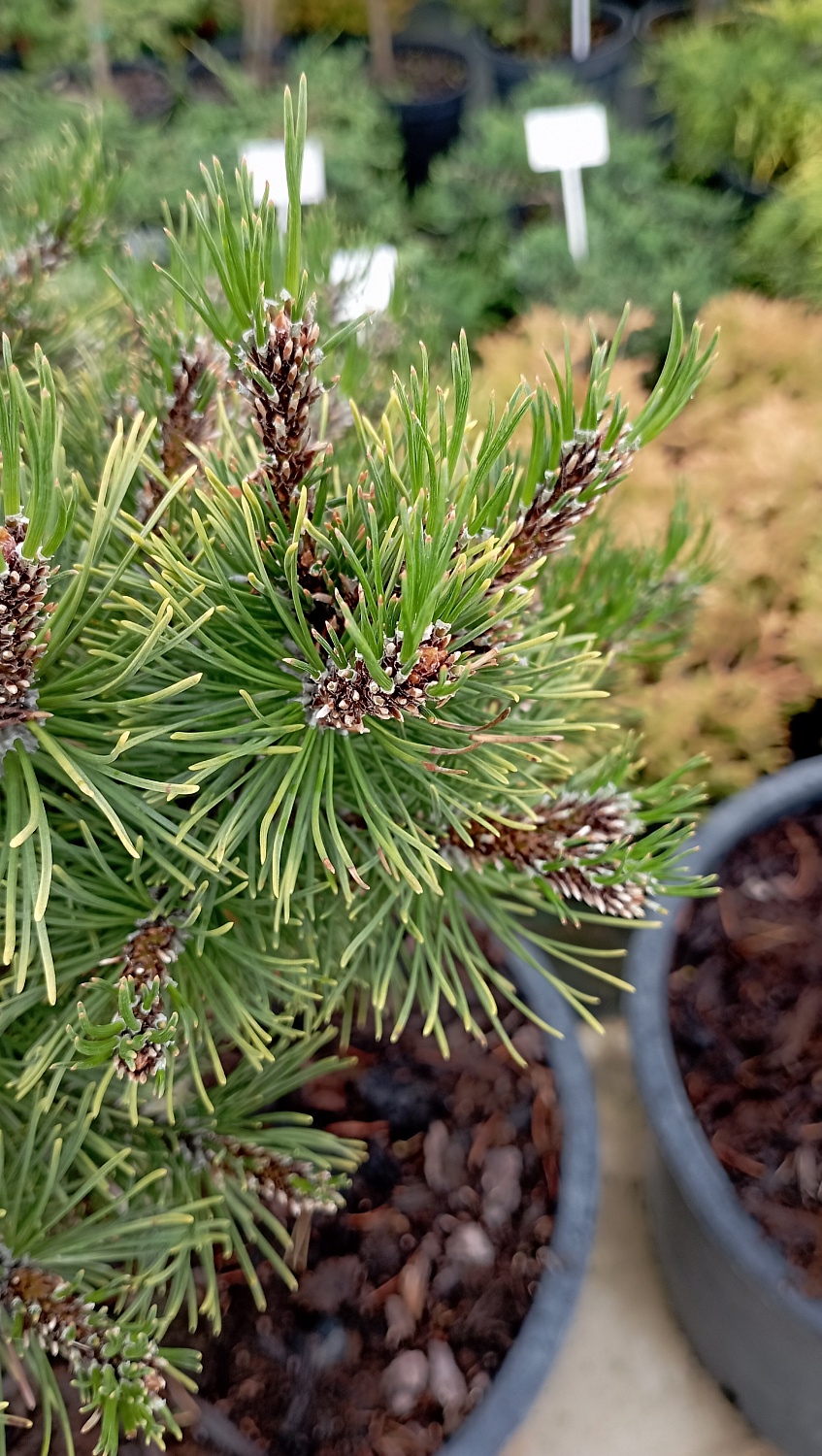 Сосна горная "Ophir"