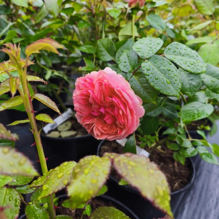 Роза Чипендэйл