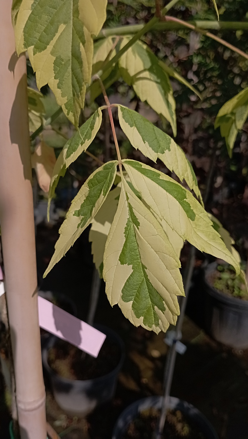 Клен ясенелистный "Aureomarginatum" (Ауреомаргината)