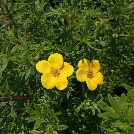 Лапчатка "Goldfinger" (Голдфингер)