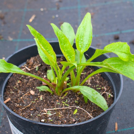 Эхинацея пурпурная Примадонна Дип Роуз