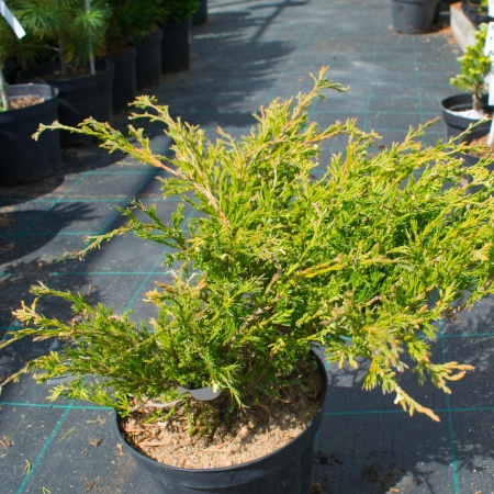 Можжевельник горизонтальный Andorra Variegata