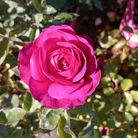 Роза патио "Хайди Клум" (Heidi Klum)