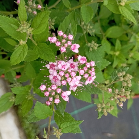 Спирея японская "Литтл Принцесс" / Spiraea japonica "Little Princess" Спирея японская "Литтл Принцесс" / Spiraea japonica "Little Princess"