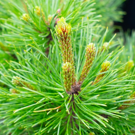 Сосна горная Сосна горная