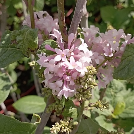 Сирень Венгерская