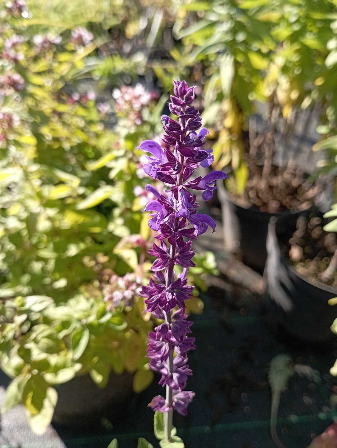 Шалфей дубравный