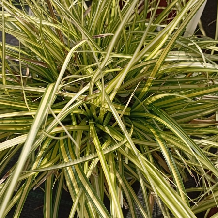 Осока охименская "Eversheen" (Эвершин)